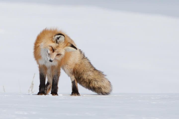 Half-Day Grand Teton Wildlife Safari from Jackson Hole — Private Winter & Year-Round Tours photo 3