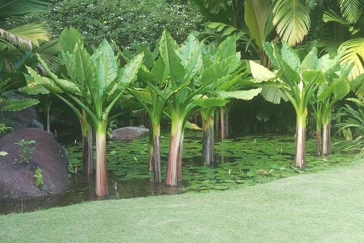 Mahe Private Full-Day VIP Tour: Custom Island Drive, Beaches & Cultural Stops photo 4