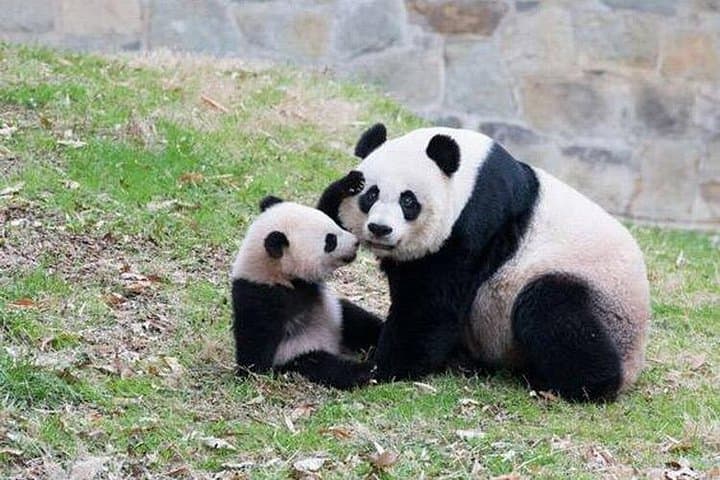 Chongqing Private City Tour Extension — Pandas, Monorail-Through-Buildings & Riverside Villages