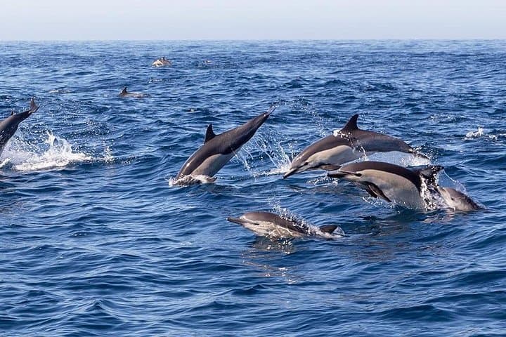 6-Day Cebu and Bohol Adventure: Whale Sharks, Chocolate Hills & Island Hopping