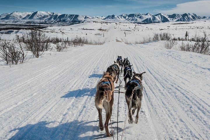 Subarctic Dog Sledding Tour near Fairbanks — 10-Mile Mushing Experience photo 1