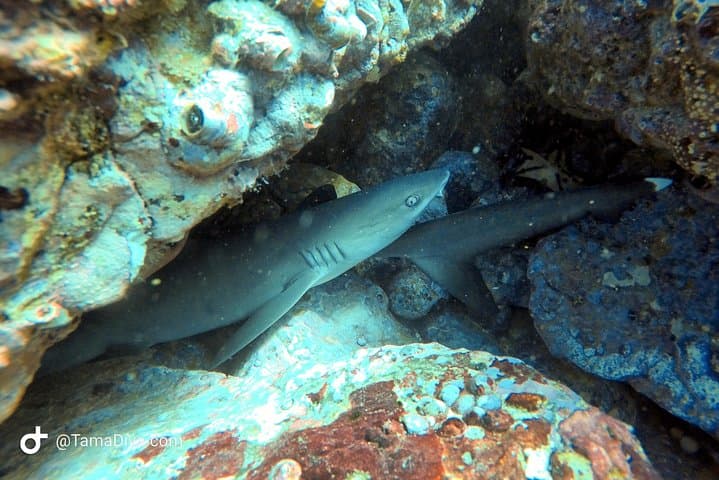 Catalina Islands 2-Dive Day Trip from Tamarindo — Guided Scuba for Certified Divers photo 5