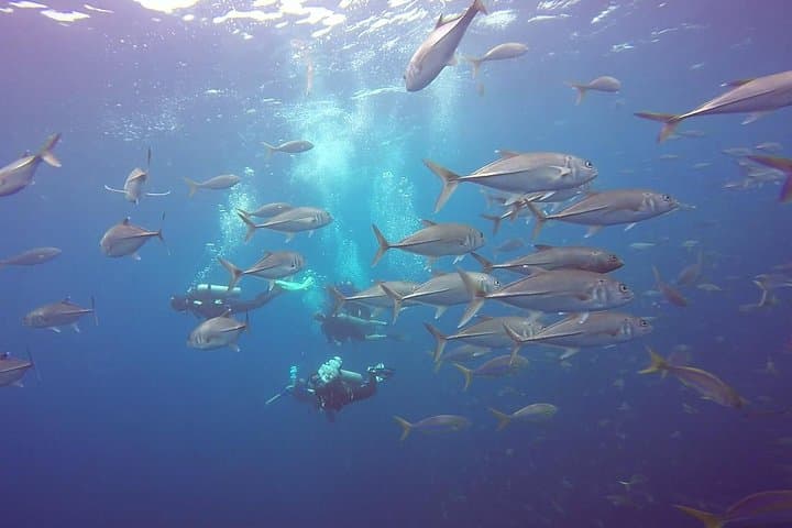 Catalina Islands 2-Dive Day Trip from Tamarindo — Guided Scuba for Certified Divers photo 3