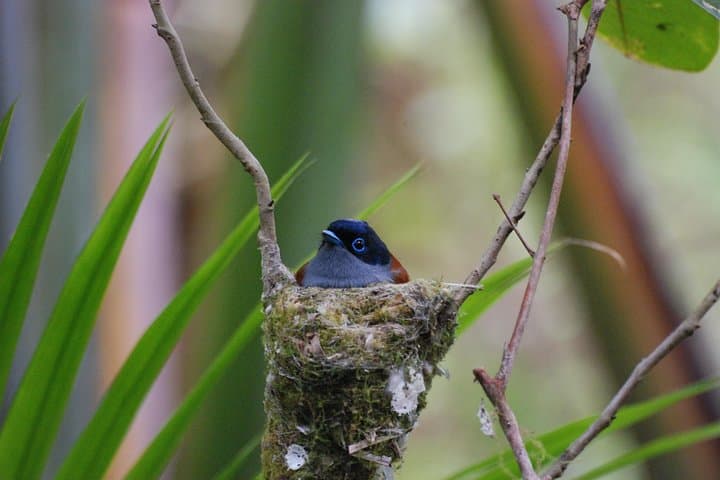 Hike Ebony Forest Reserve Chamarel: Flycatchers, Sublime Point & Native Forest Trails photo 4