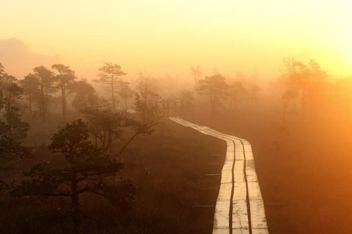 Sunrise Over Great Kemeri Bog: Boardwalk Sunrise Tour & Kanieris Lake Birdwatching photo 3