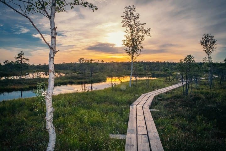 Sunrise Over Great Kemeri Bog: Boardwalk Sunrise Tour & Kanieris Lake Birdwatching photo 4