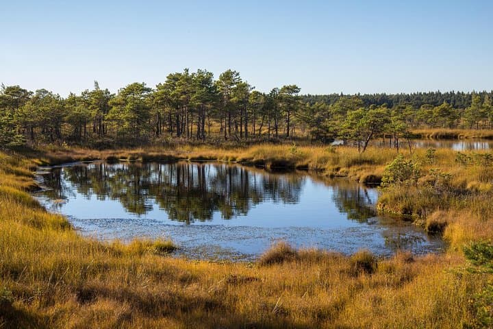 Sunrise Over Great Kemeri Bog: Boardwalk Sunrise Tour & Kanieris Lake Birdwatching photo 5