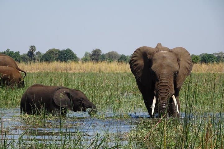 Chobe Day Trip from Livingstone — Big Five River Safari on the Chobe