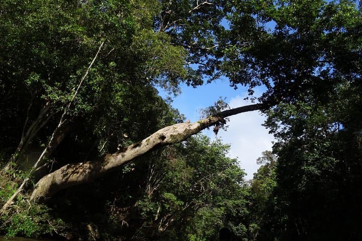Taman Negara Day Tour: Orang Asli Village, Jungle Trek & Batu Caves from Kuala Lumpur