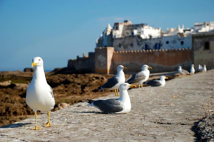 Private Essaouira Day Trip from Marrakech with Lunch — Explore Mogador's Medina & Coast photo 5