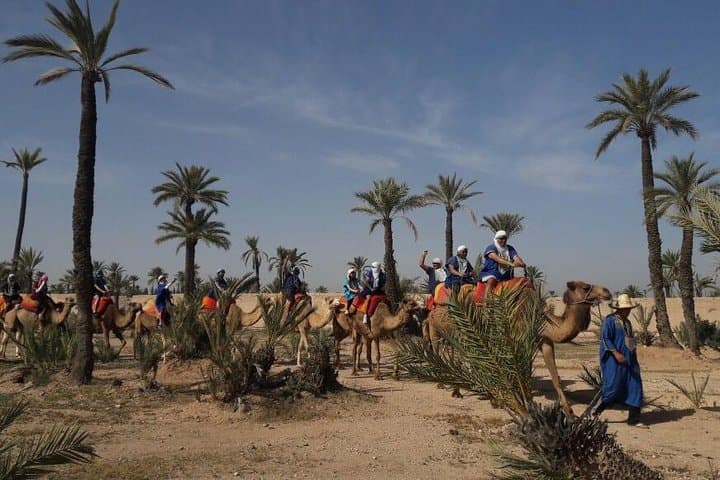 One-Hour Camel Ride Through Marrakech's Palmeraie: A Quiet Escape from the Medina