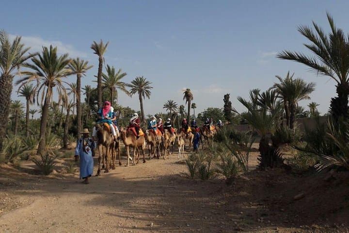 One-Hour Camel Ride Through Marrakech's Palmeraie: A Quiet Escape from the Medina photo 4