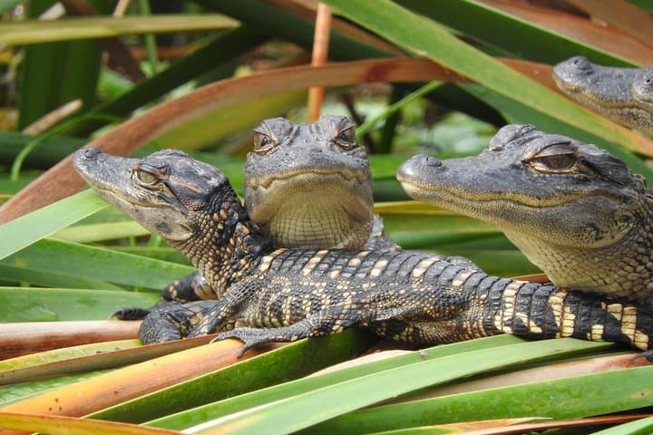 Everglades Day Safari: Explore Florida's Wild Western Everglades photo 4