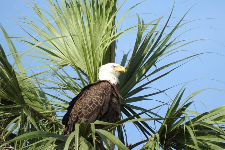 Everglades Day Safari: Explore Florida's Wild Western Everglades photo 5