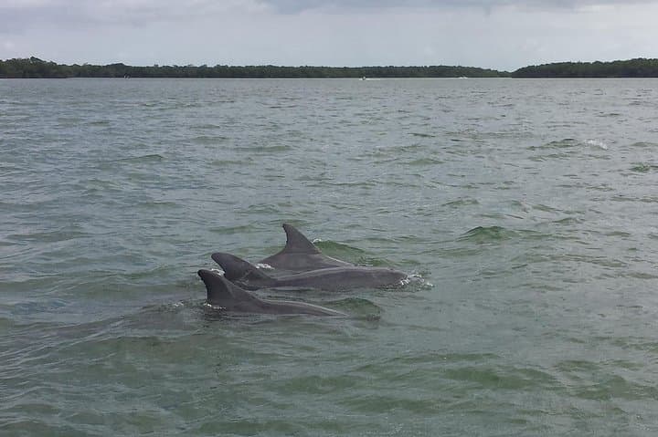 Everglades Day Safari: Explore Florida's Wild Western Everglades photo 6