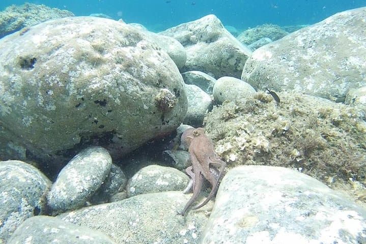 Halkidiki Shore Snorkel: Guided Kassandra Snorkeling Tour photo 3