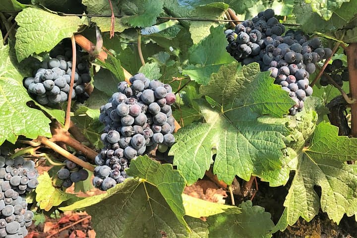 Willamette Valley Wine Tour from Portland: Small-Group Pinot Noir Tastings & Vineyard Visits photo 4