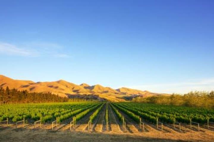 Waipara Wine Trail: Afternoon Wine Tasting Tour from Christchurch photo 2