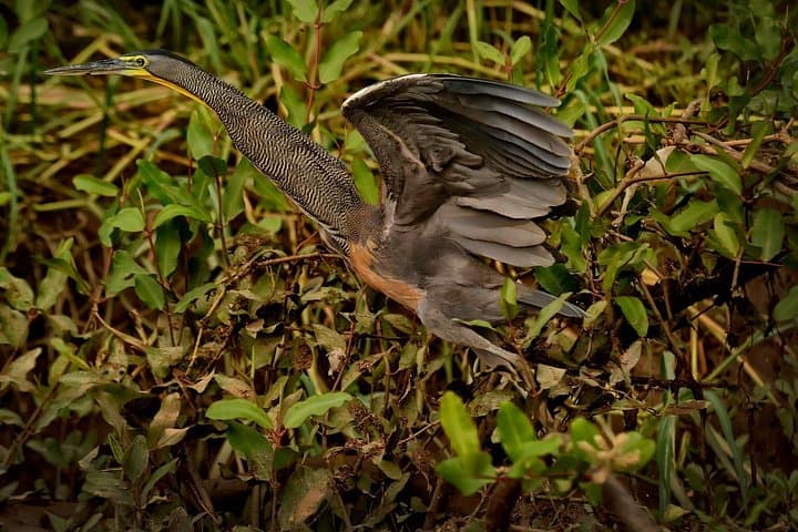 Palo Verde Wildlife & Tempisque River Boat Tour — Private Day Trip from Guanacaste photo 2