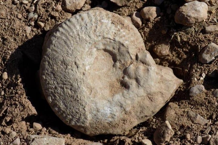 Walk the Jurassic Sea: Komstitsa Belemnite Hike from Sofia