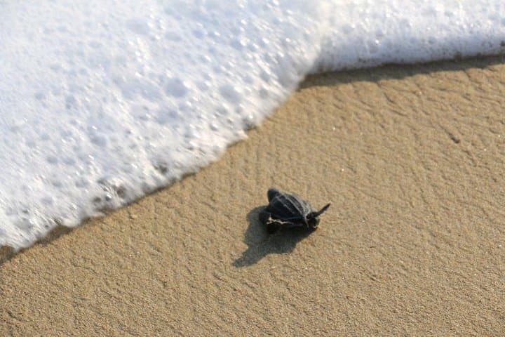 Turtle Release at Escobilla Sanctuary and Crocodile Mangrove Tour in Ventanilla photo 3
