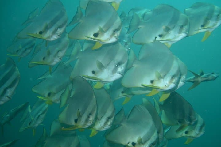 Private Racha Yai & Racha Noi Day Dive from Phuket — 3 Guided Dives with Lunch photo 6