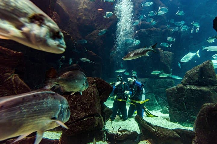 Madeira Aquarium Dive: Swim with Sharks, Rays & Morays in Funchal photo 4