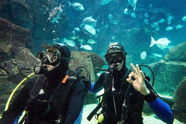 Madeira Aquarium Dive: Swim with Sharks, Rays & Morays in Funchal photo 5