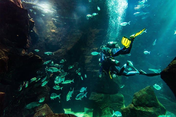 Madeira Aquarium Dive: Swim with Sharks, Rays & Morays in Funchal photo 3