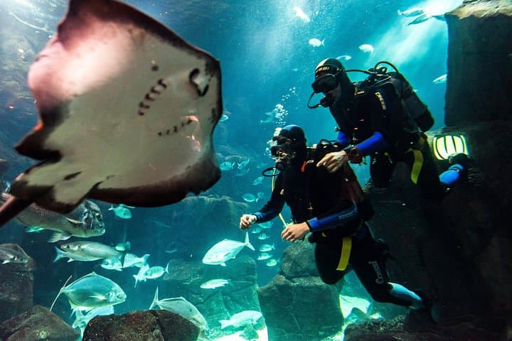 Madeira Aquarium Dive: Swim with Sharks, Rays & Morays in Funchal