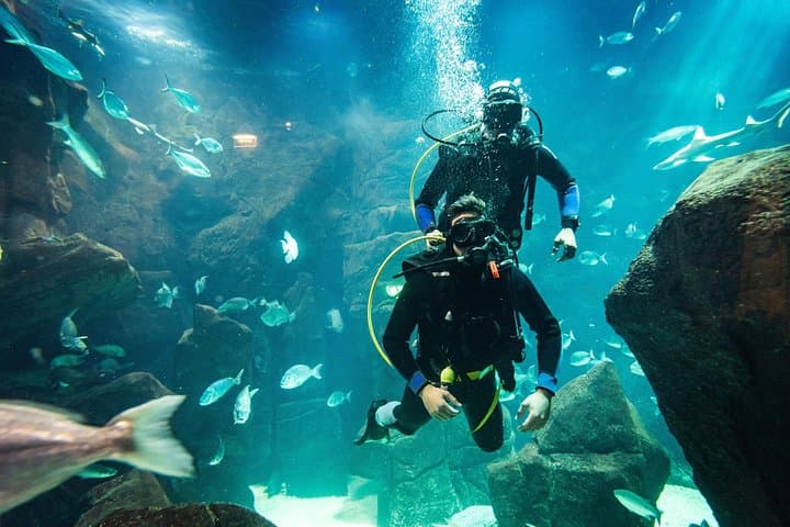 Madeira Aquarium Dive: Swim with Sharks, Rays & Morays in Funchal photo 6