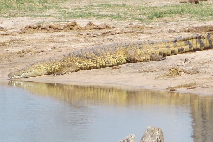 Victoria Falls Sunset Cruise + Chobe Full-Day Safari: Two-Day Wildlife Combo photo 3