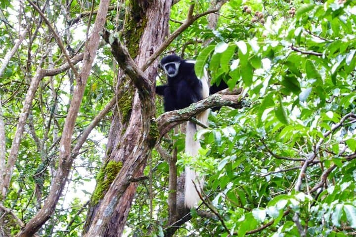 Mount Kilimanjaro Day Tour to Mandara Hut — Marangu Route from Arusha photo 3