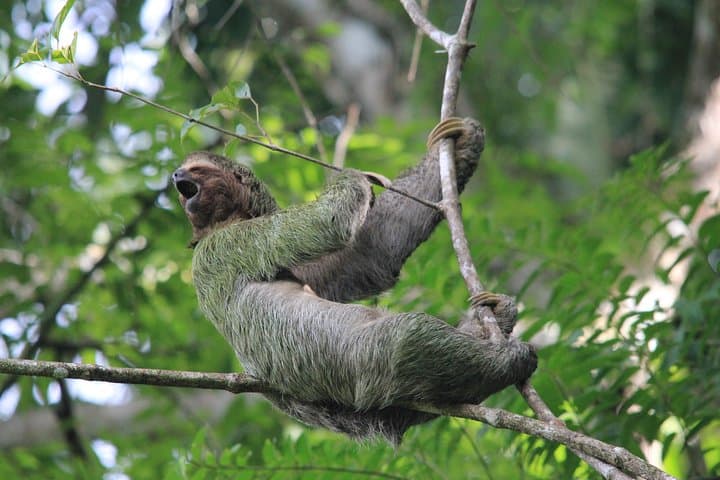 Manuel Antonio National Park Guided Wildlife Tour — Quepos Eco Hike photo 2