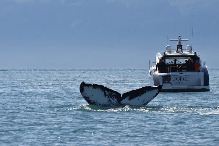 Private Luxury Whale Watch in Juneau: Inside Passage Yacht Experience photo 3