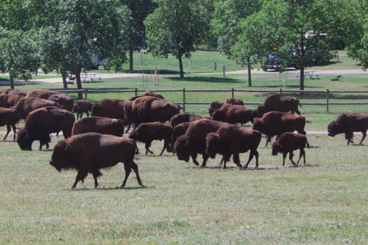 Mount Rushmore & Black Hills Full-Day Tour with Cowboy Breakfast and Chuckwagon Show photo 3