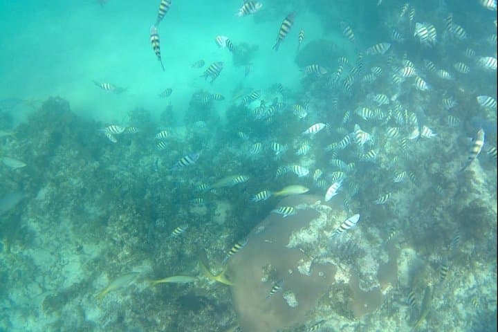 Punta Cana Buggy & Catamaran Combo: Off-Road to Snorkel and Natural Pool photo 2