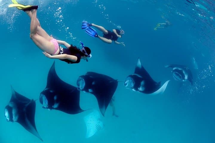 Nusa Penida Snorkeling Adventure: Manta Rays, Turtles & Coastal Cliffs photo 3