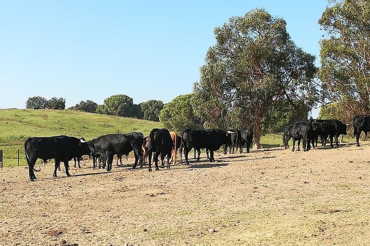 Half-Day Bull Breeding Farm Tour from Seville — Toros Bravos Up Close photo 4