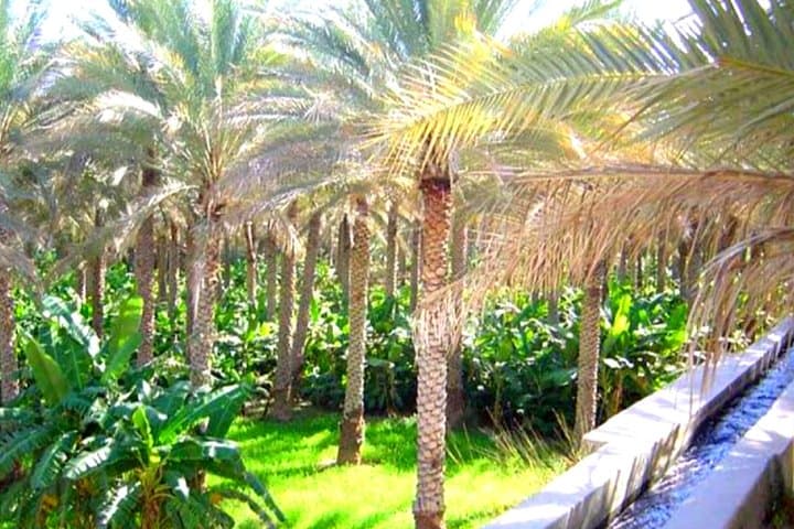 Muscat to Nizwa: Full-Day Private Cultural and Wadi Tour photo 5