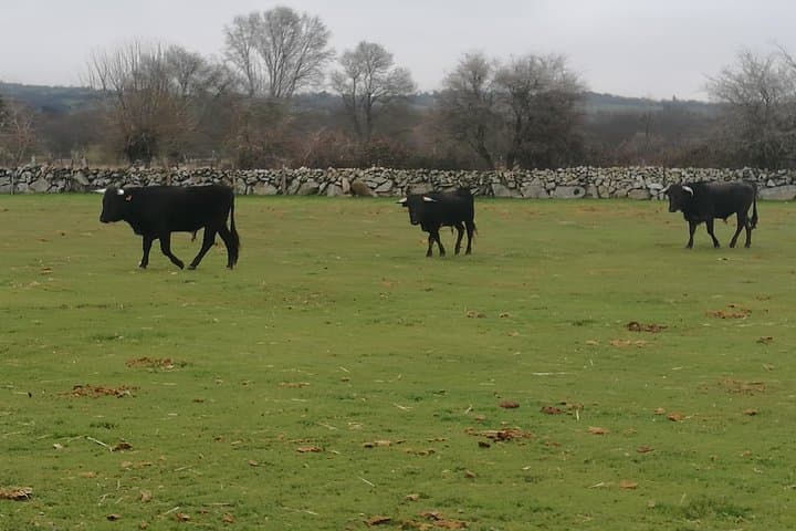 Half-Day Bull Breeding Farm Tour from Seville — Toros Bravos Up Close photo 5