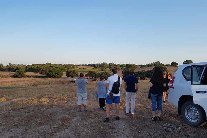 Half-Day Bull Breeding Farm Tour from Seville — Toros Bravos Up Close photo 6