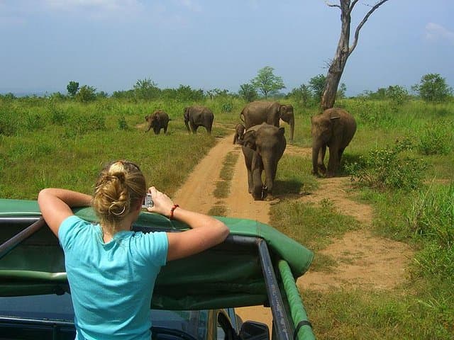 8-Day Classic Sri Lanka Tour: Sigiriya, Kandy, Tea Country & Yala Safari photo 5