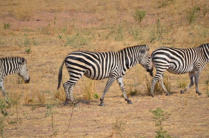 Mikumi National Park Day Trip from Morogoro: Full-Day Safari Guide photo 3