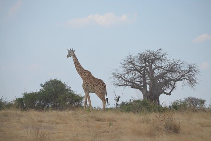 Three-Day Budget Safari: Ngorongoro Crater, Lake Manyara & Tarangire photo 2