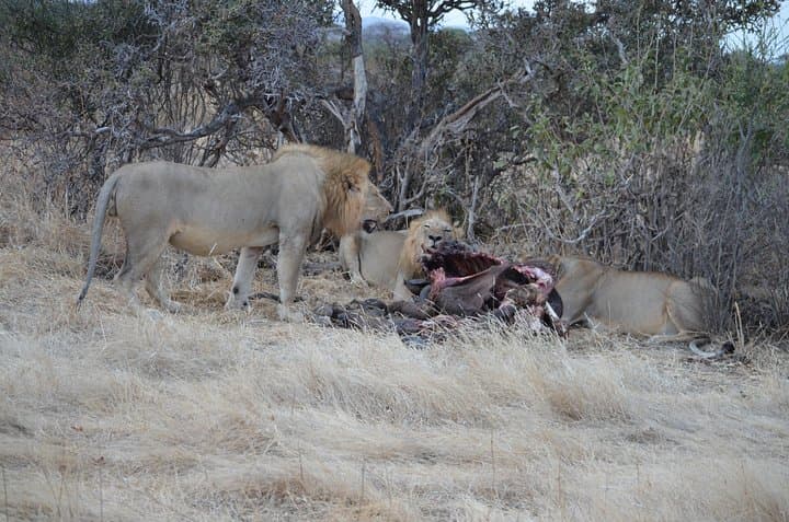Mikumi National Park Day Trip from Morogoro: Full-Day Safari Guide photo 5