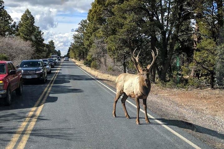 Private One-Day Grand Canyon & Sedona Tour from Phoenix — South Rim Drive photo 2