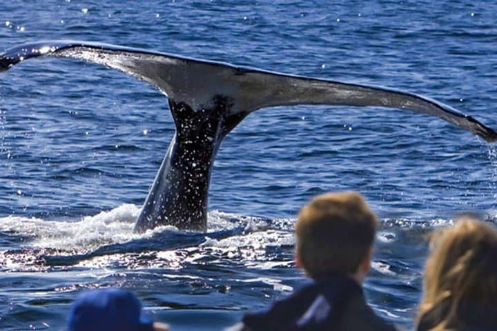 Waitukubuli Whale and Dolphin Watch in Dominica — Catamaran & Small-Boat Tours photo 2