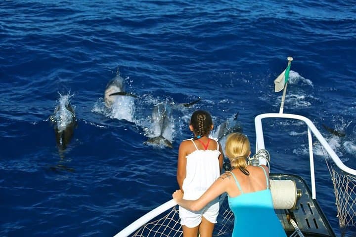Waitukubuli Whale and Dolphin Watch in Dominica — Catamaran & Small-Boat Tours