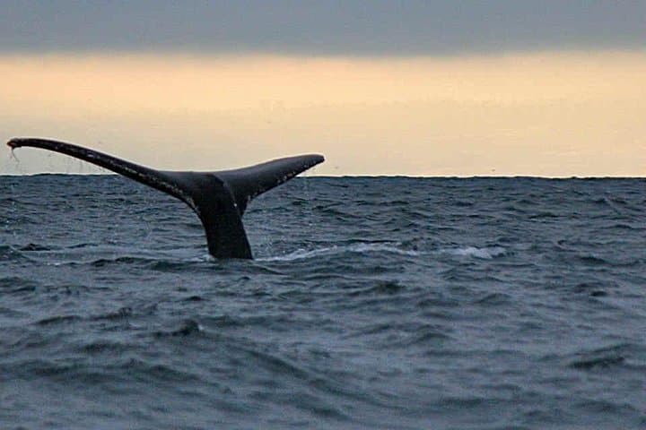Waitukubuli Whale and Dolphin Watch in Dominica — Catamaran & Small-Boat Tours photo 6